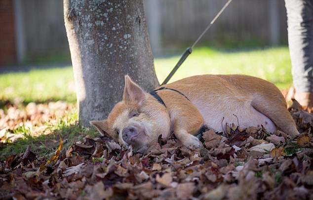 The little pig turned into a brazen pig - Pig, Piglets, Pet, Longpost, Pets