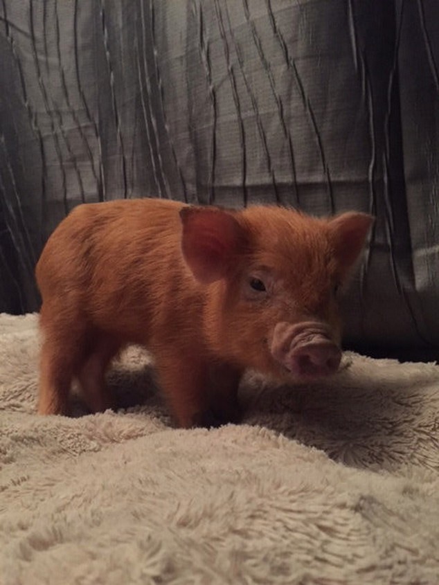 The little pig turned into a brazen pig - Pig, Piglets, Pet, Longpost, Pets