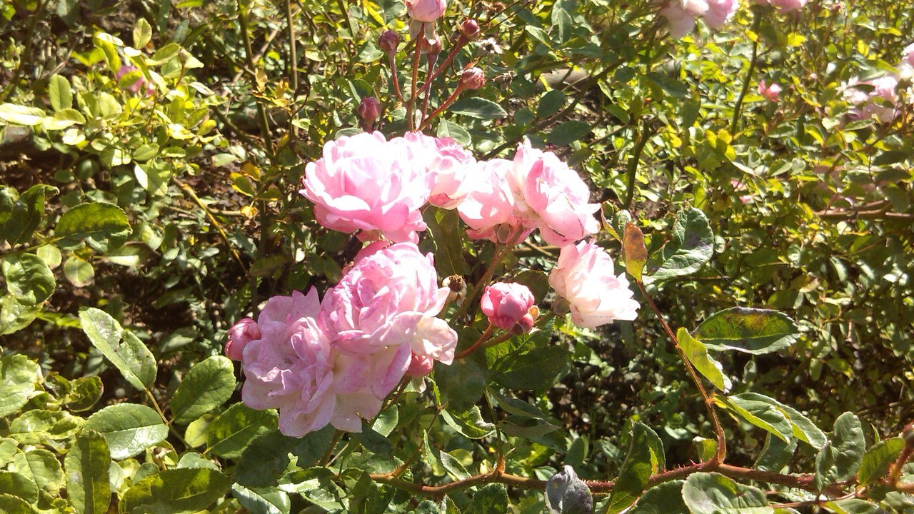 Bright colors of the waning autumn - My, Autumn, Flowers, Photo, Botanical Garden, Nature, 