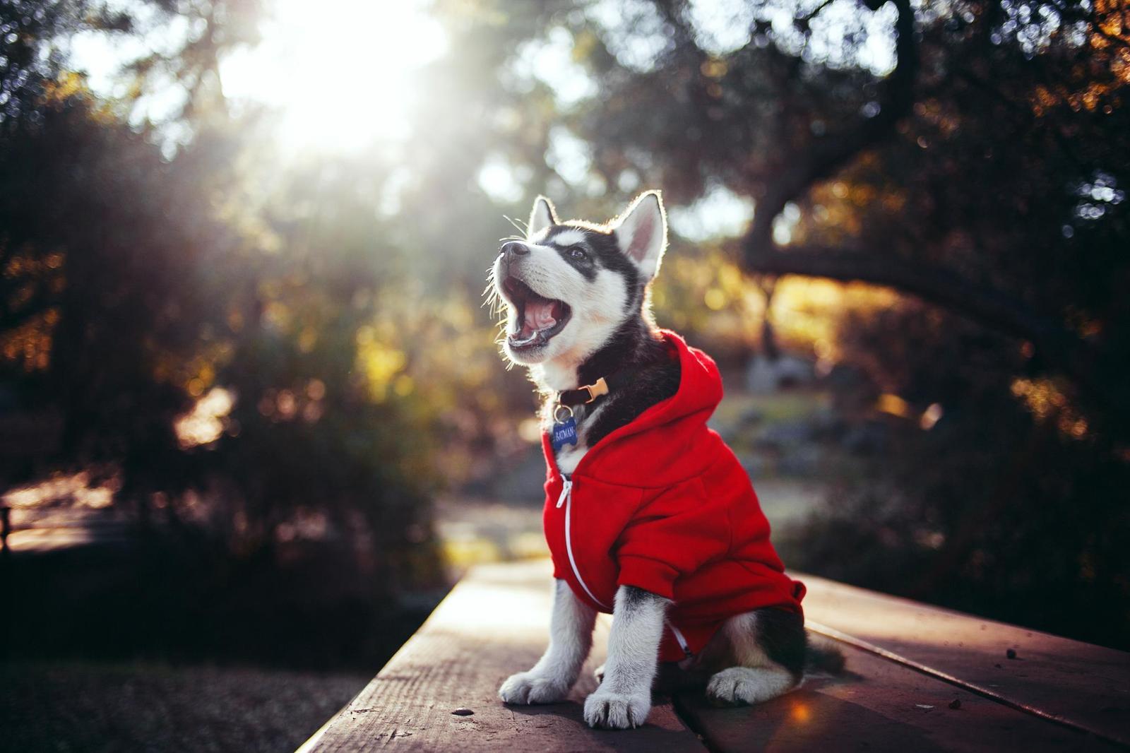 cool puppy - Dog, Husky, Puppy