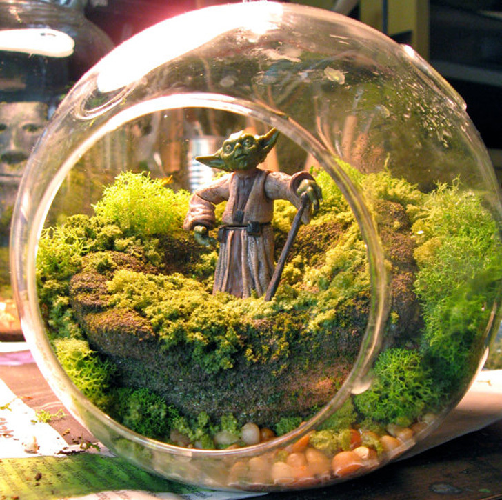 Terrariums based on Star Wars - Star Wars, Terrarium, Terrariumistics, Yoda, Ewoks, Moss, Longpost