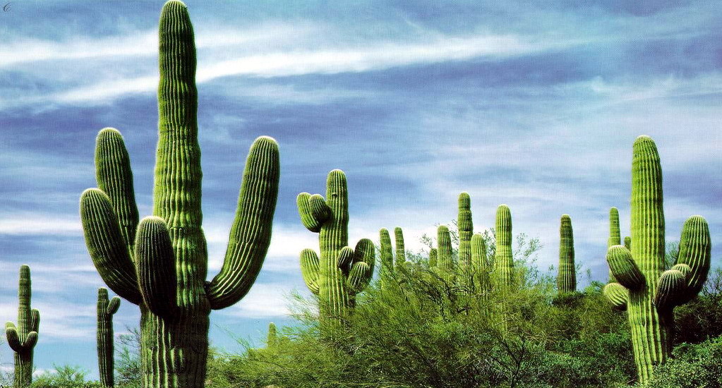 Some interesting facts about cacti - Longpost, Interesting, Cactus