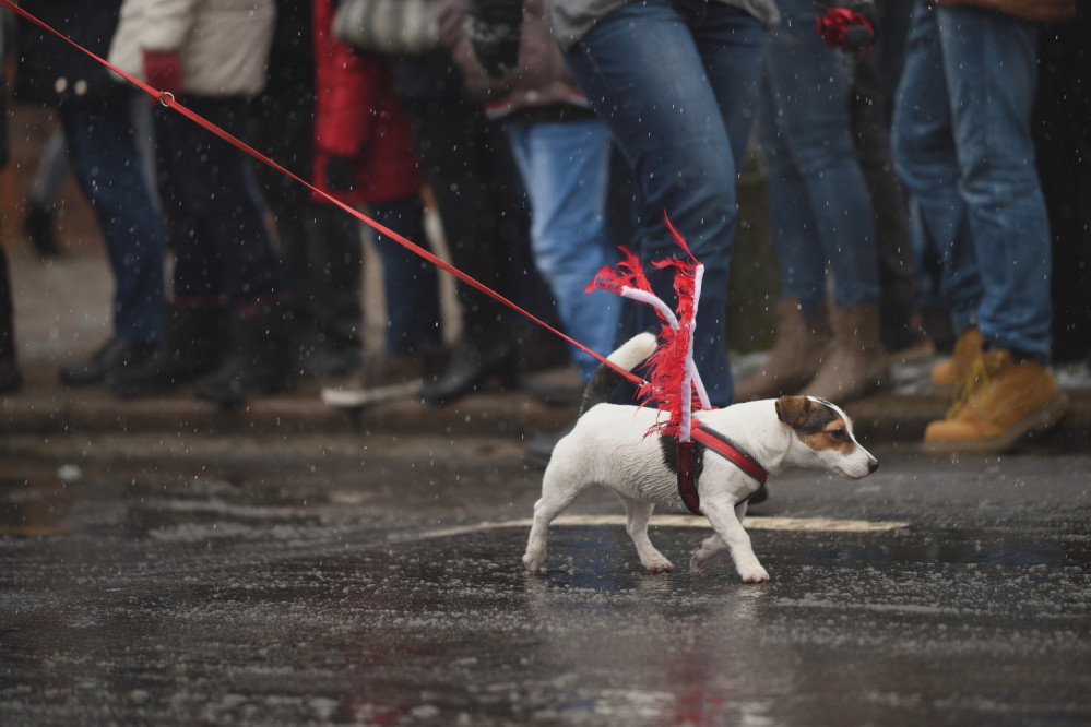 Parade on the National Independence Day in Gdansk. - Poland, Holidays, Parade, beauty, Longpost