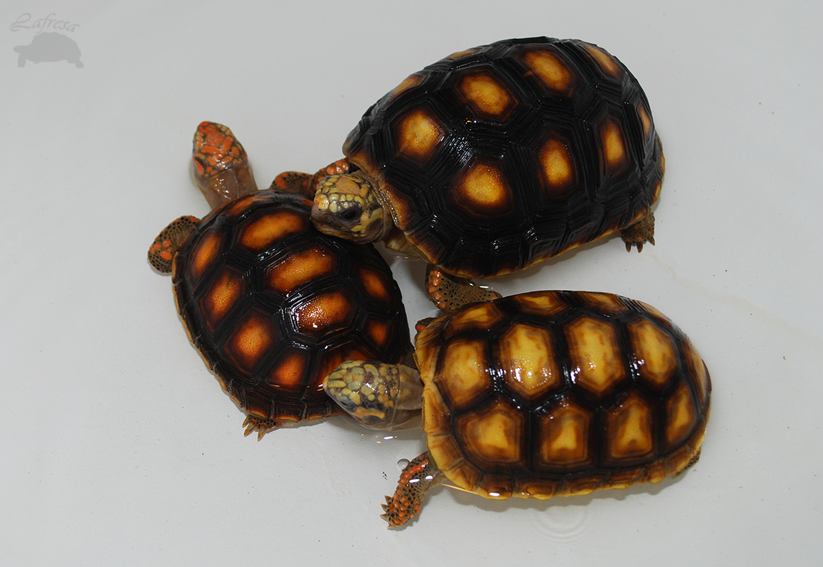 Turtles are the cutest! - My, Turtle, Reptiles, Exotarium, Animals, Longpost