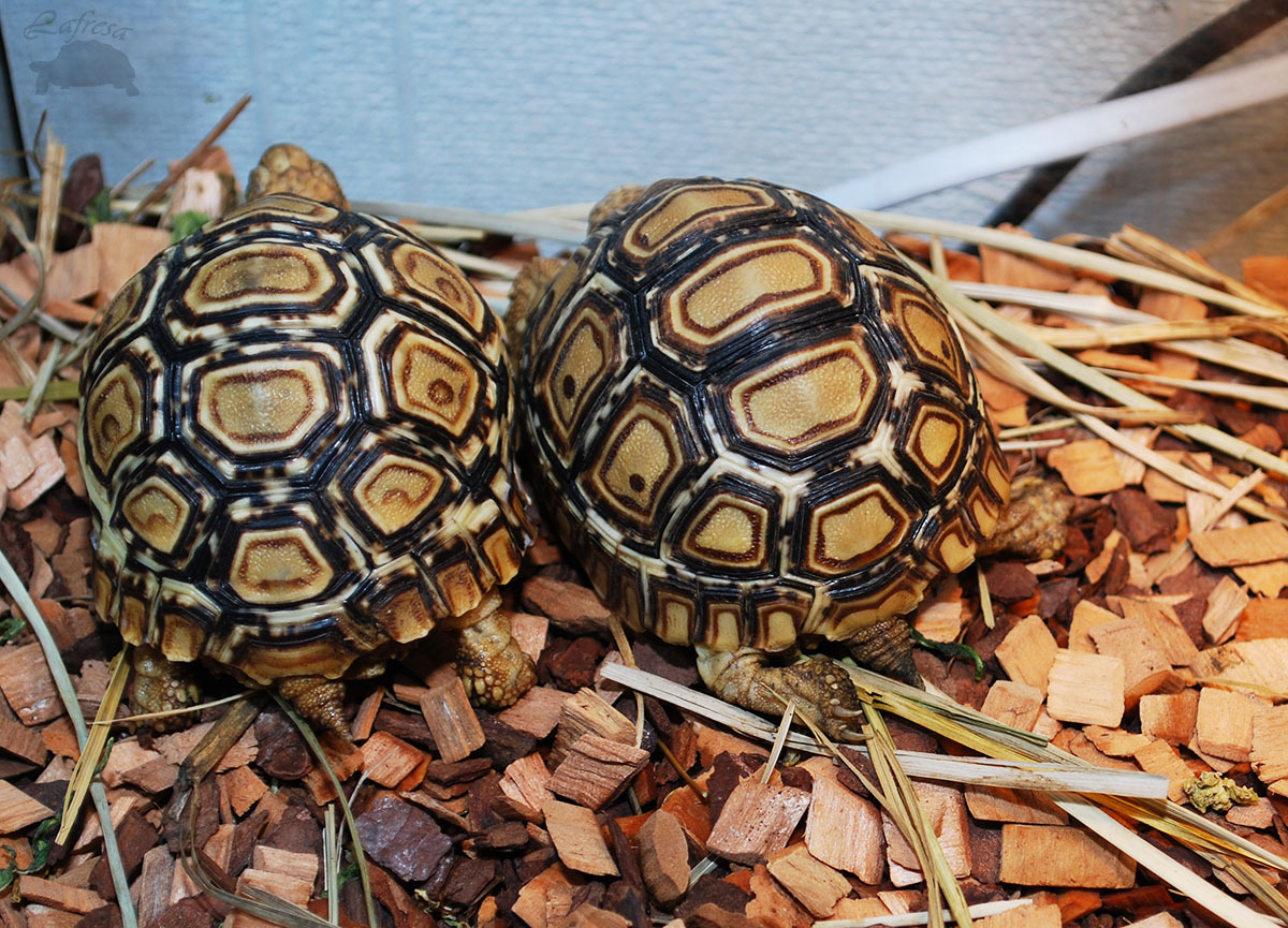 Turtles are the cutest! - My, Turtle, Reptiles, Exotarium, Animals, Longpost