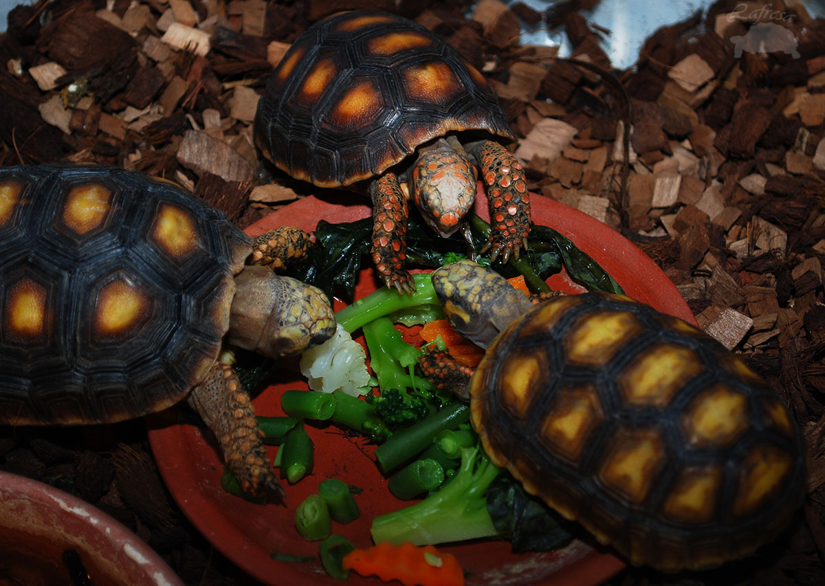 Turtles are the cutest! - My, Turtle, Reptiles, Exotarium, Animals, Longpost