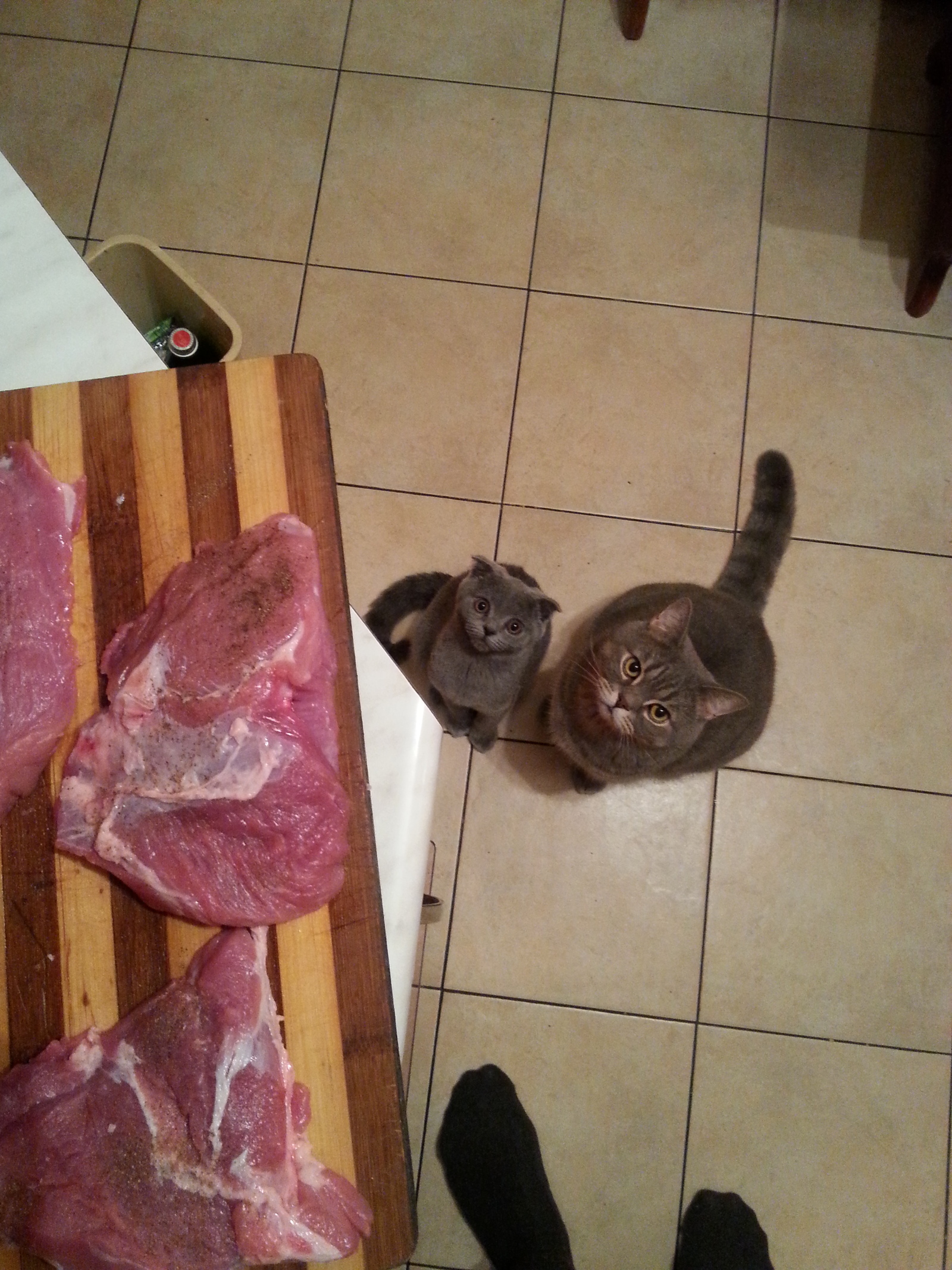 Beggars - My, cat, Meat, To eat, Longpost, Food