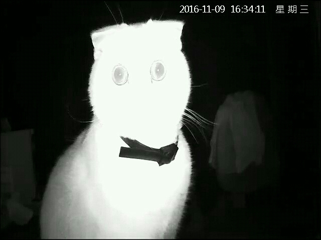 Put an IP camera to see what the cat is doing) - My, cat, Camera