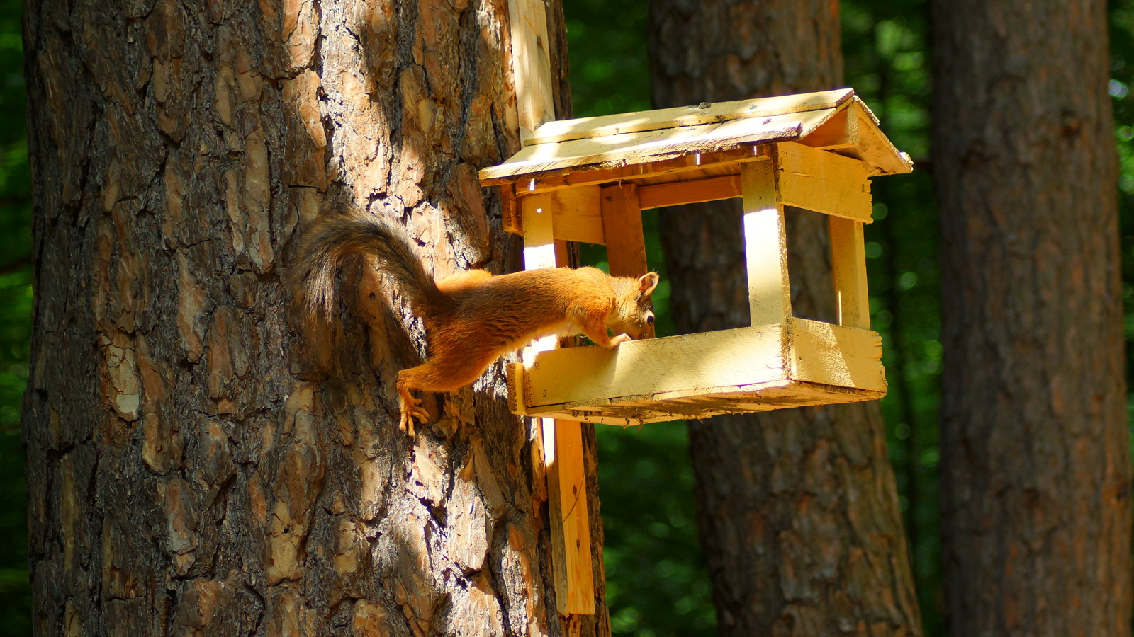 Squirrels in the Guzovsky Grove - My, Squirrel, Summer, The park, Cheboksary, Photo hunting, Sony, Longpost