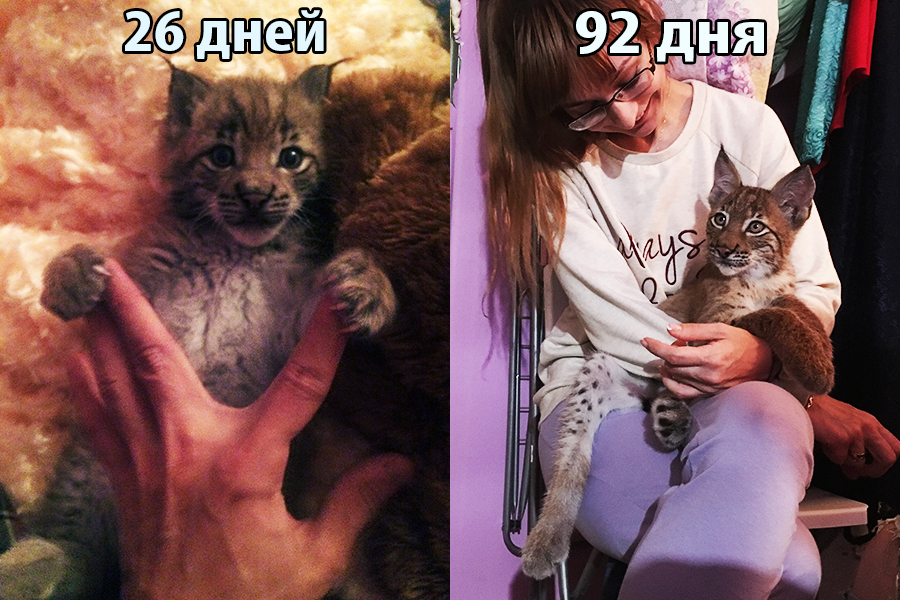 Baby lynx is growing fast :) - My, Hannah, Lynx, Growth, It Was-It Was, Bobcat