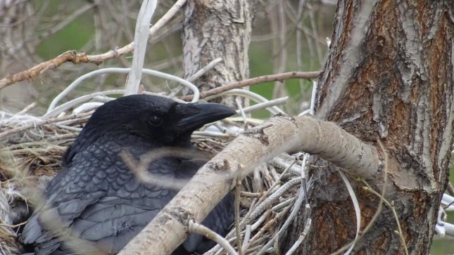 The history of one family - My, Nest, Time is running, Dacha, Longpost