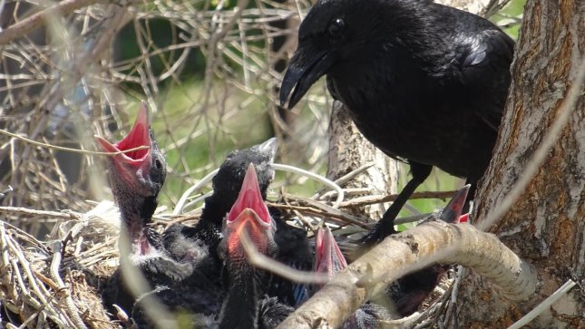 The history of one family - My, Nest, Time is running, Dacha, Longpost