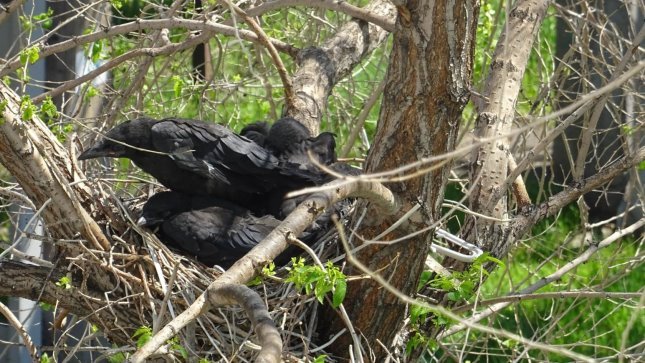 The history of one family - My, Nest, Time is running, Dacha, Longpost