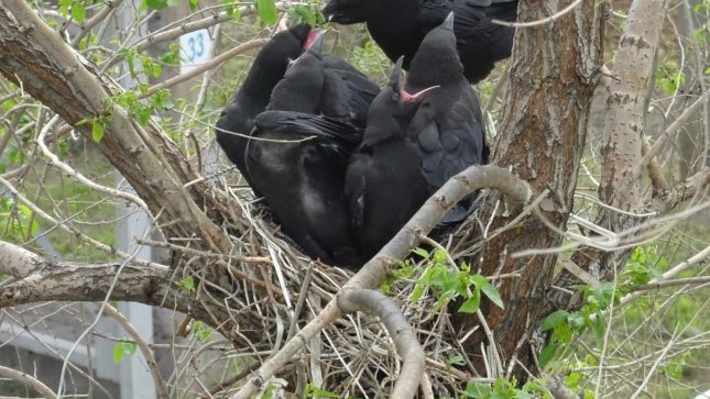 The history of one family - My, Nest, Time is running, Dacha, Longpost