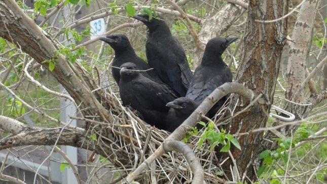 The history of one family - My, Nest, Time is running, Dacha, Longpost