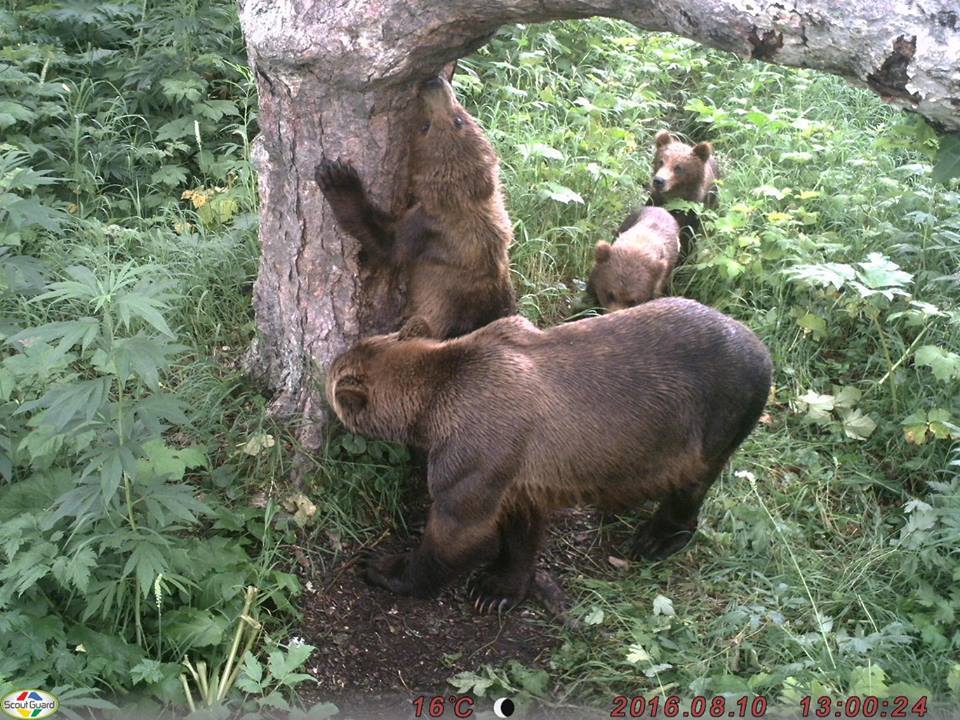 Работа биологов с медведями на Курильском Озере - Медведи, Камчатка, Михаил Коростелёв, Фотоловушка, Длиннопост