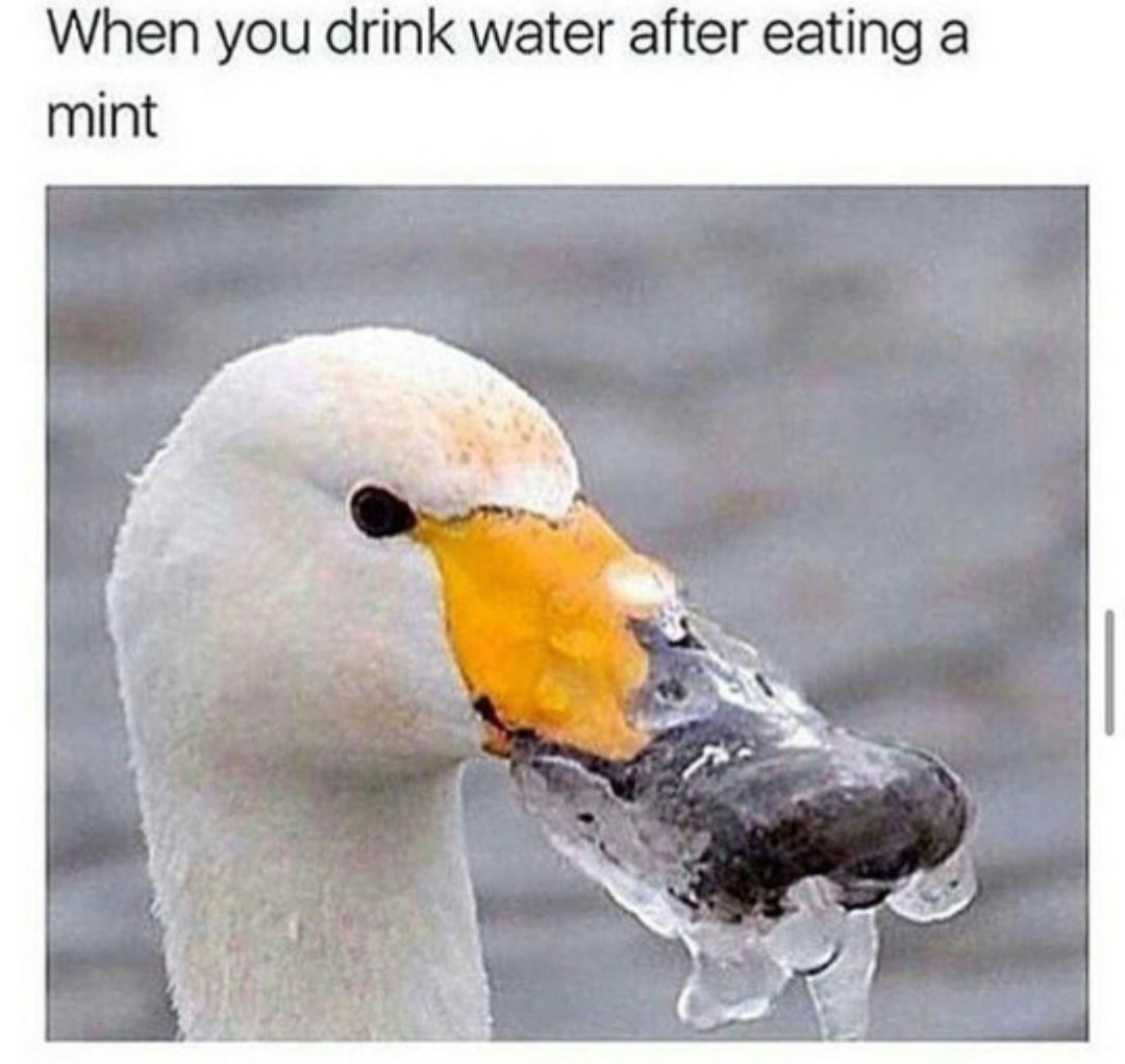 When you drink water after mint gum - White Swan, Ice, Gum, A life, Mint, Swans