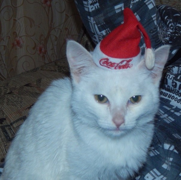 When everyone around is drinking, eating salads, and you just put on a hat ... - cat, 