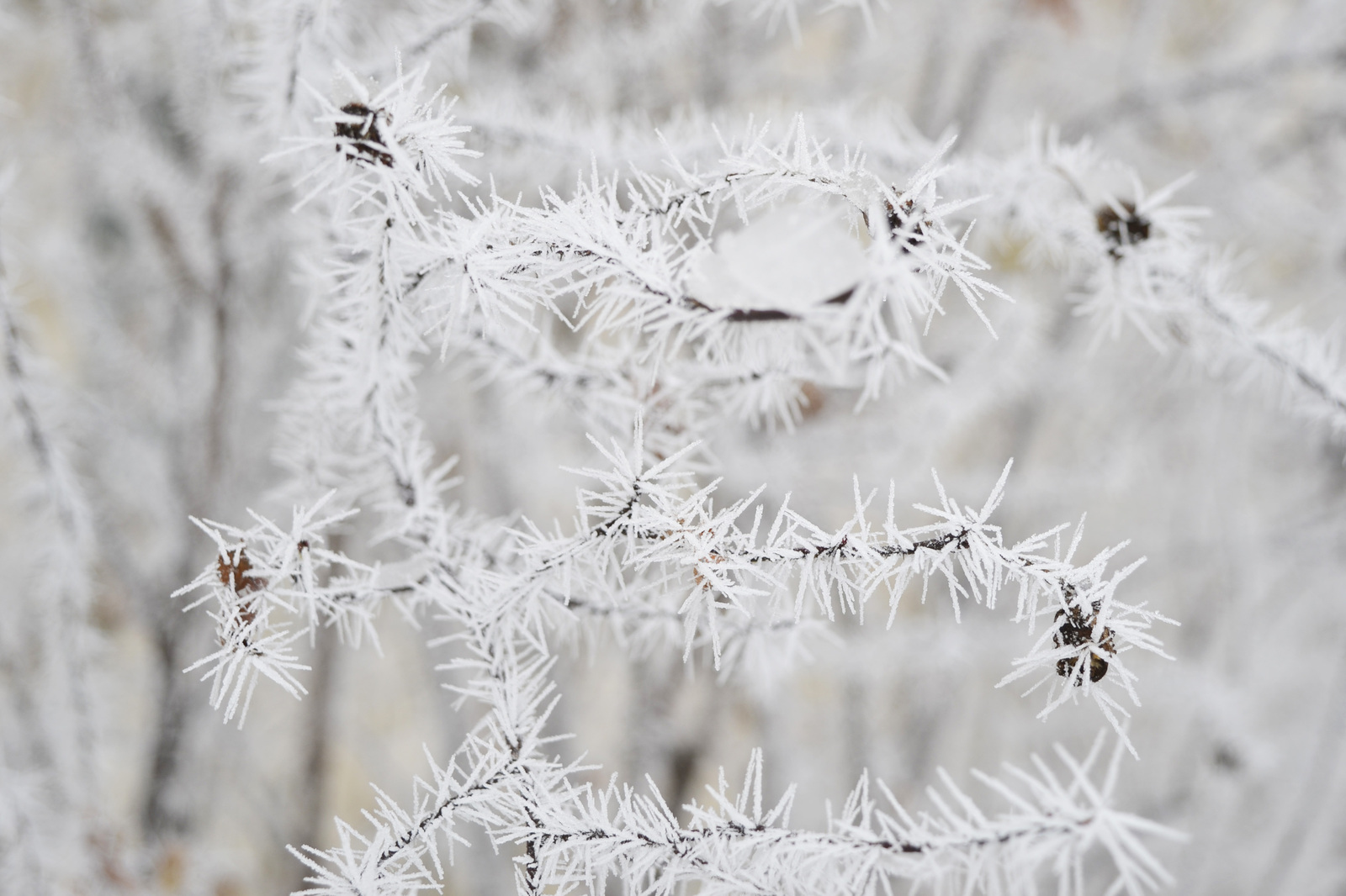 How beautifully nature can draw. Morning today! - My, Nature, Nature draws, Snow, Winter, Longpost