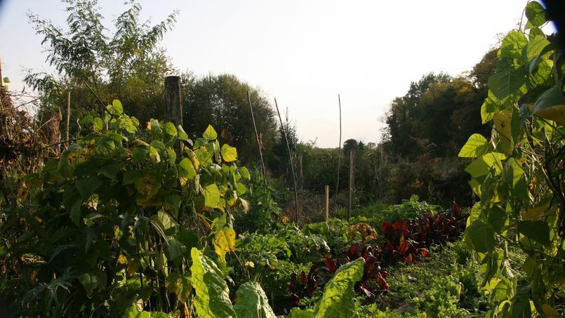 The French turned to the Vavilov Institute for the seeds of the disappeared French vegetables and fruits - news, Vegetables and fruits, France, Vegetables