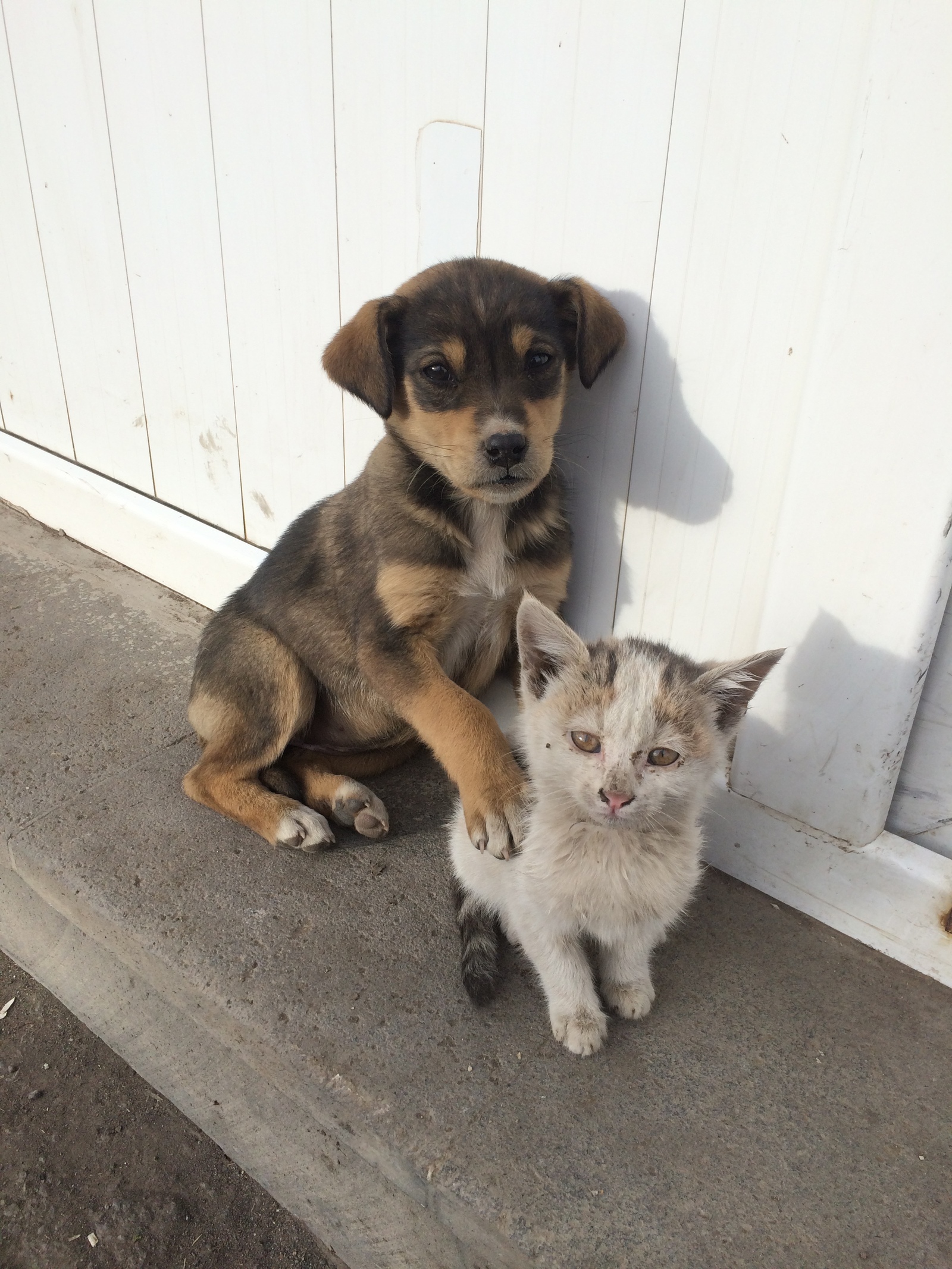 Two friends - My, Friends, cat, Puppies, Milota, Sadness, Dog