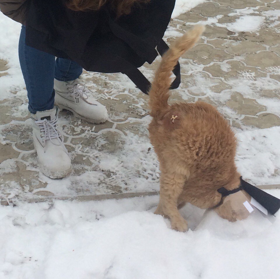 I jumped ... - My, cat, Jumped, Snow, Animals