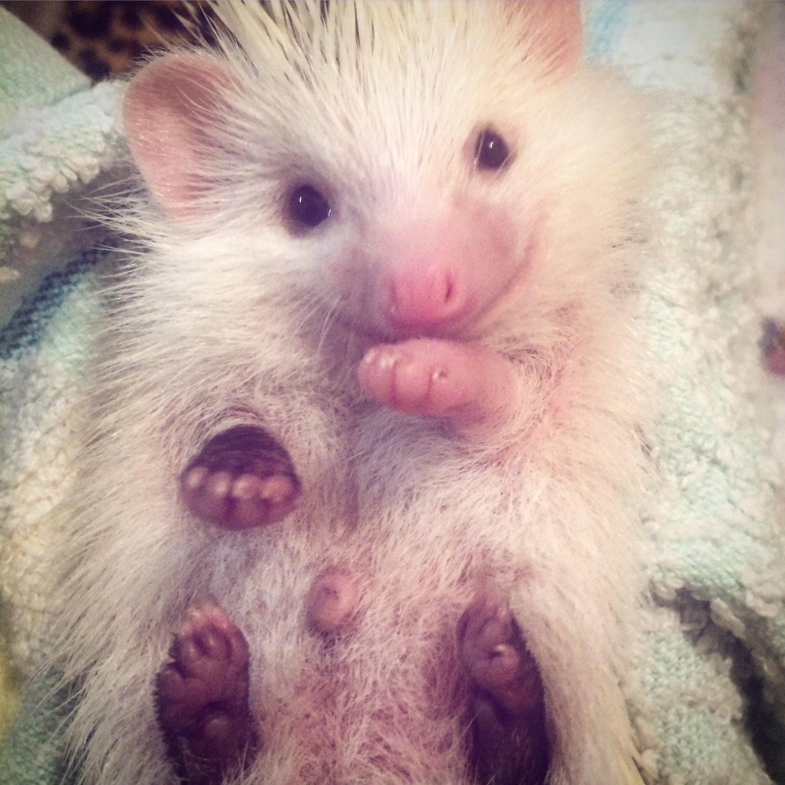 little cutie - African pygmy hedgehog, Hedgehog, 