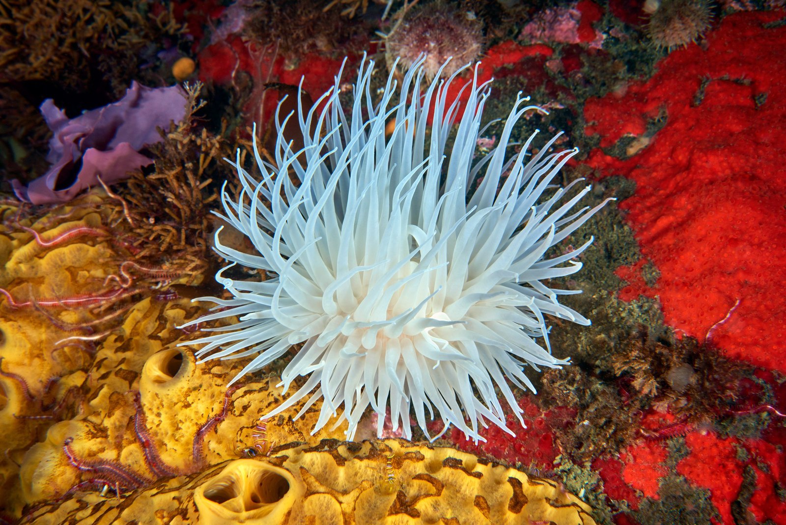 The underwater world of the Kuril Islands - Kurile Islands, Russia, Photo, Underwater world, Diving, , Gotta go, , Longpost