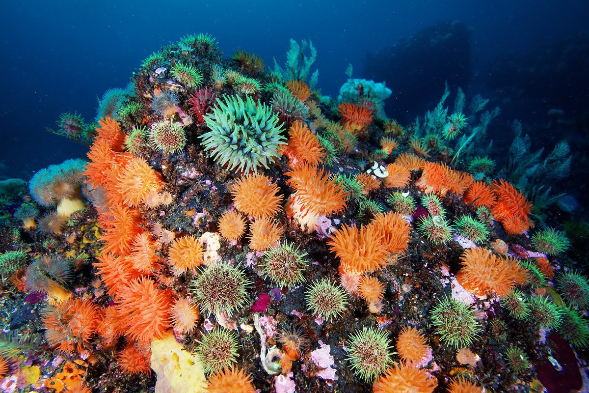 The underwater world of the Kuril Islands - Kurile Islands, Russia, Photo, Underwater world, Diving, , Gotta go, , Longpost