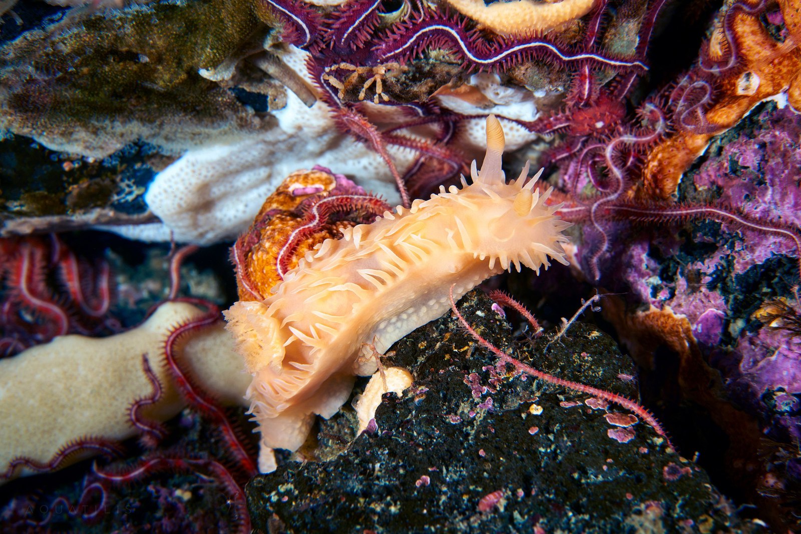 The underwater world of the Kuril Islands - Kurile Islands, Russia, Photo, Underwater world, Diving, , Gotta go, , Longpost