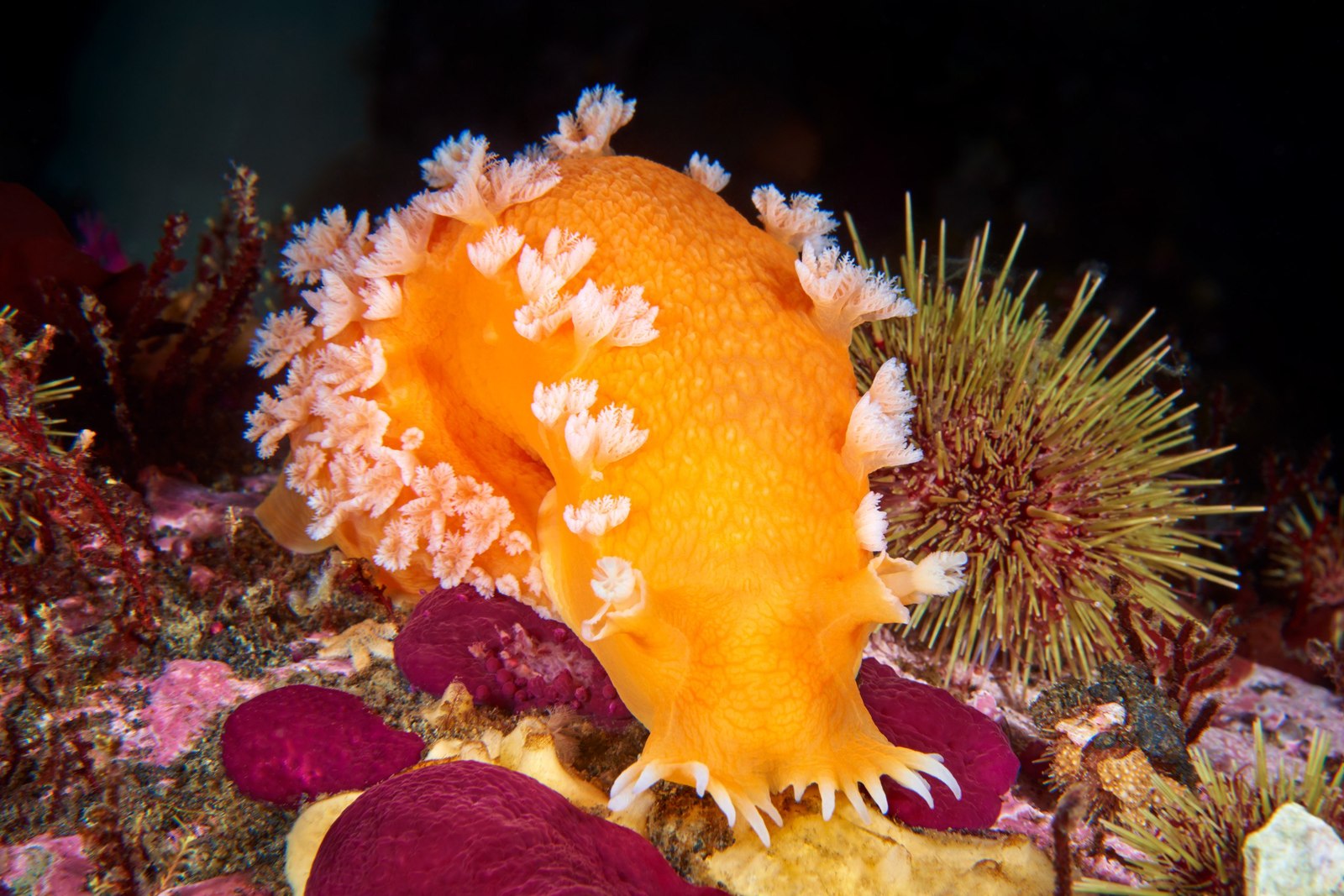 The underwater world of the Kuril Islands - Kurile Islands, Russia, Photo, Underwater world, Diving, , Gotta go, , Longpost