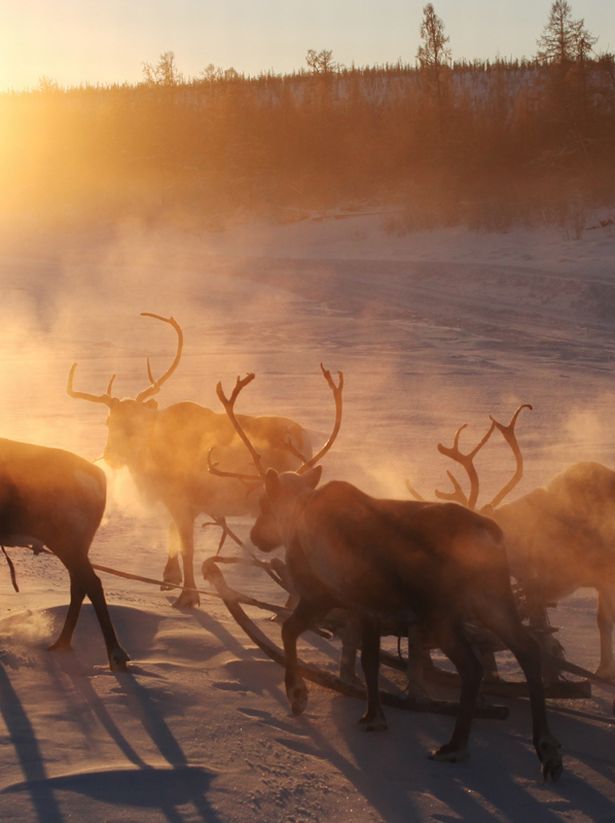 Reindeer may become extinct due to global warming - news, Longpost, Animals, Photo, Deer, Global warming, Deer