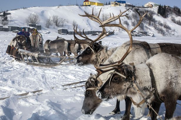 Reindeer may become extinct due to global warming - news, Longpost, Animals, Photo, Deer, Global warming, Deer