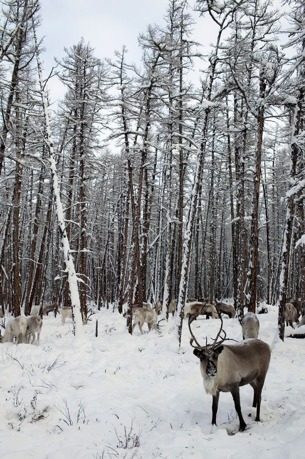 Reindeer may become extinct due to global warming - news, Longpost, Animals, Photo, Deer, Global warming, Deer