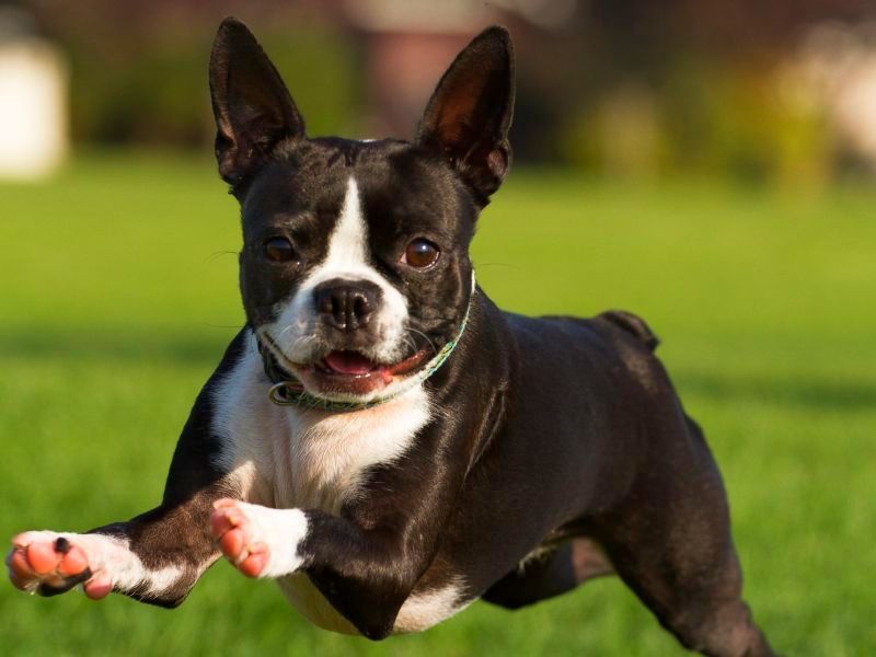 Boston Terrier - My, Boston Terrier, Dog