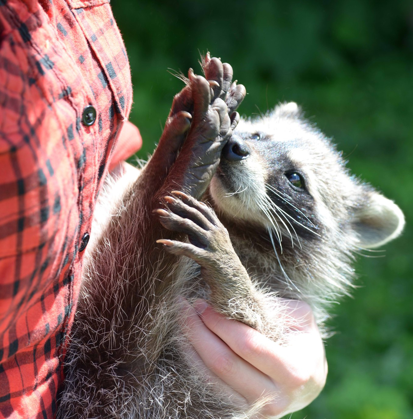 Spreading the paws :3 - My, Raccoon, Milota, Photo, Longpost