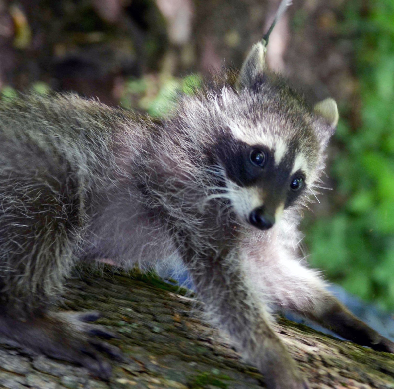 Spreading the paws :3 - My, Raccoon, Milota, Photo, Longpost