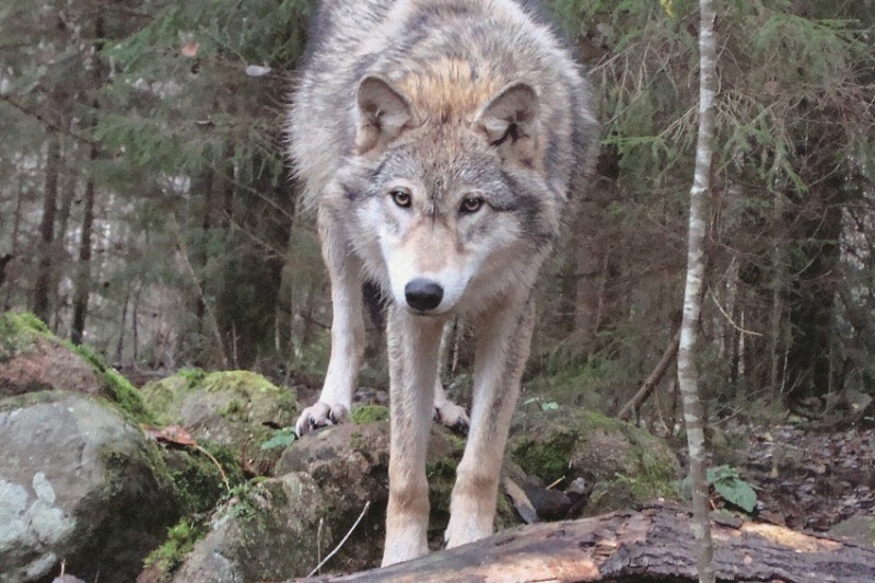 Georgian zoologist studied wolves for two years, living in their pack - Wolf, , Interview, Longpost