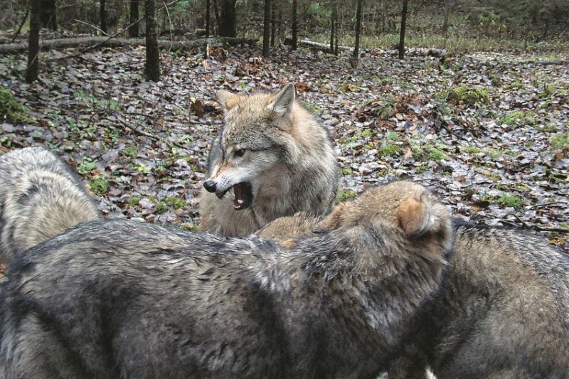 Georgian zoologist studied wolves for two years, living in their pack - Wolf, , Interview, Longpost