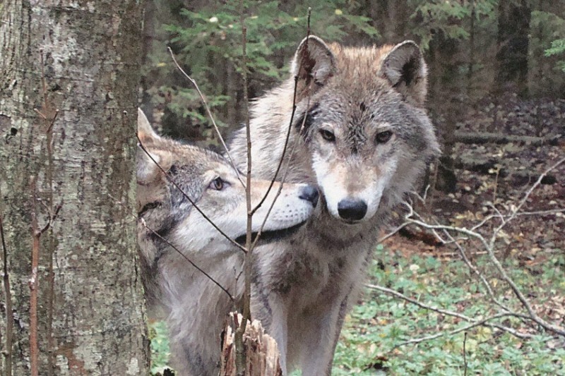 Georgian zoologist studied wolves for two years, living in their pack - Wolf, , Interview, Longpost