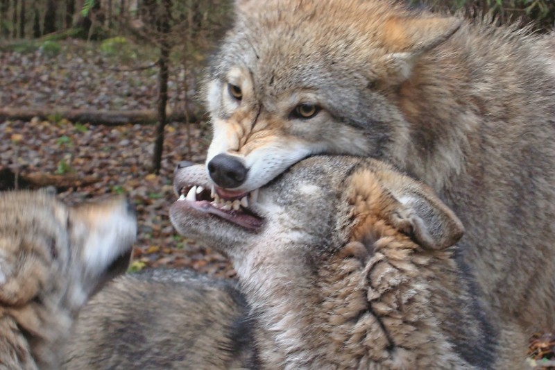 Georgian zoologist studied wolves for two years, living in their pack - Wolf, , Interview, Longpost