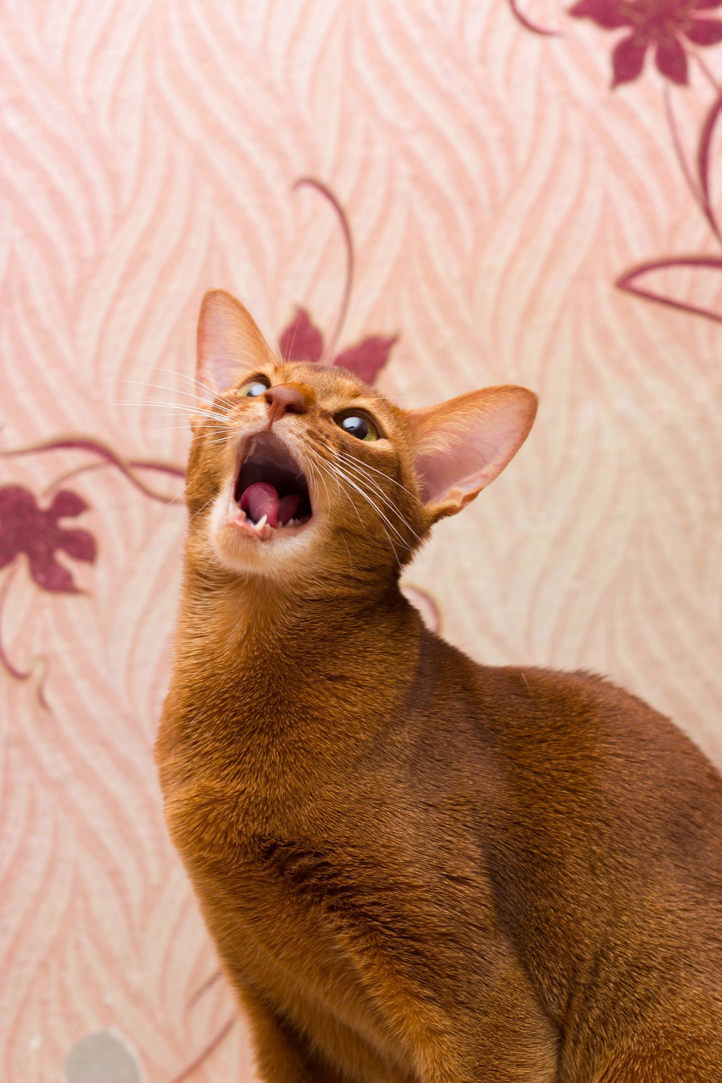 cat facial expressions - My, cat, Abyssinian cat, Facial expressions, Humor, Longpost