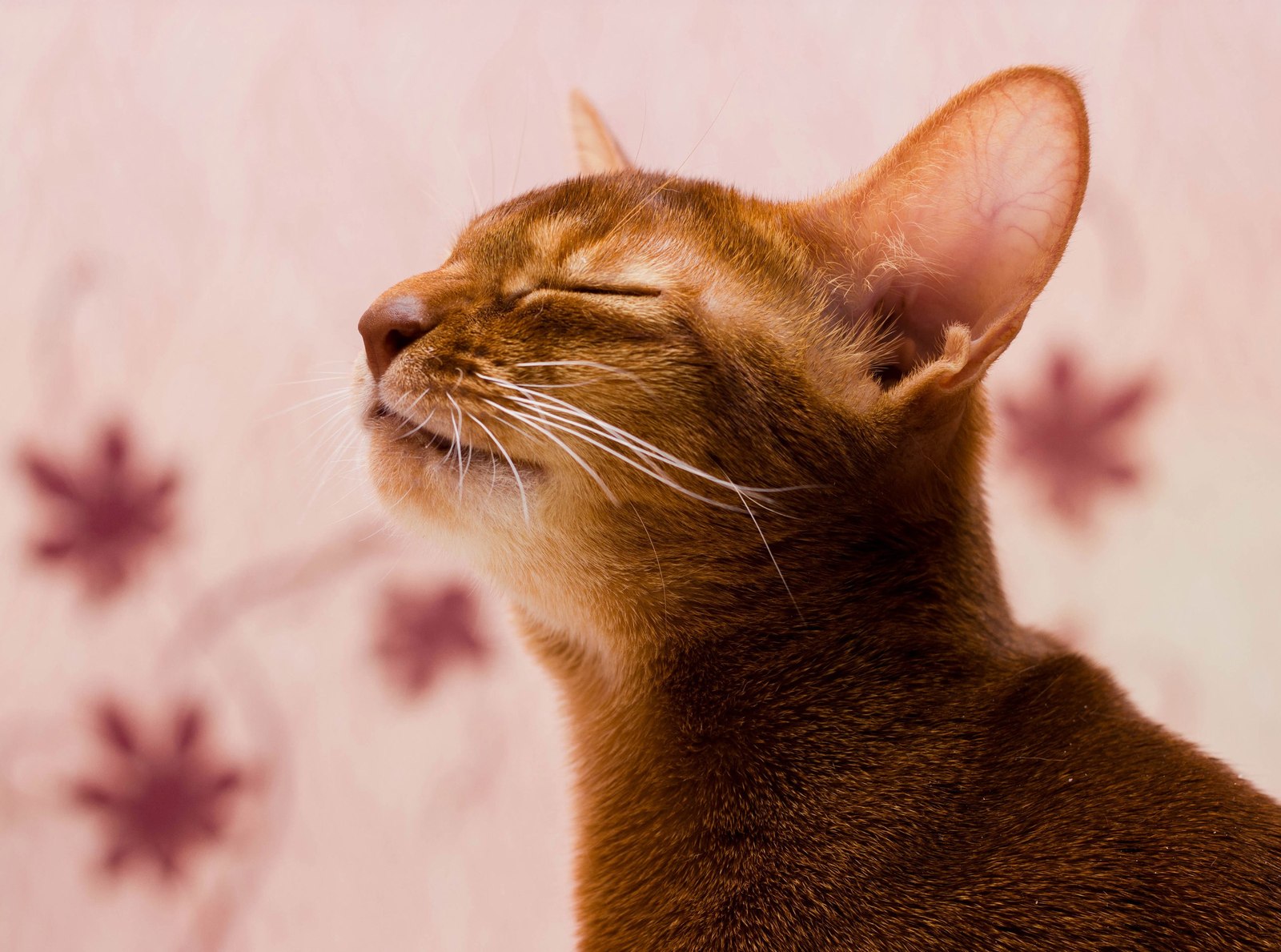 cat facial expressions - My, cat, Abyssinian cat, Facial expressions, Humor, Longpost