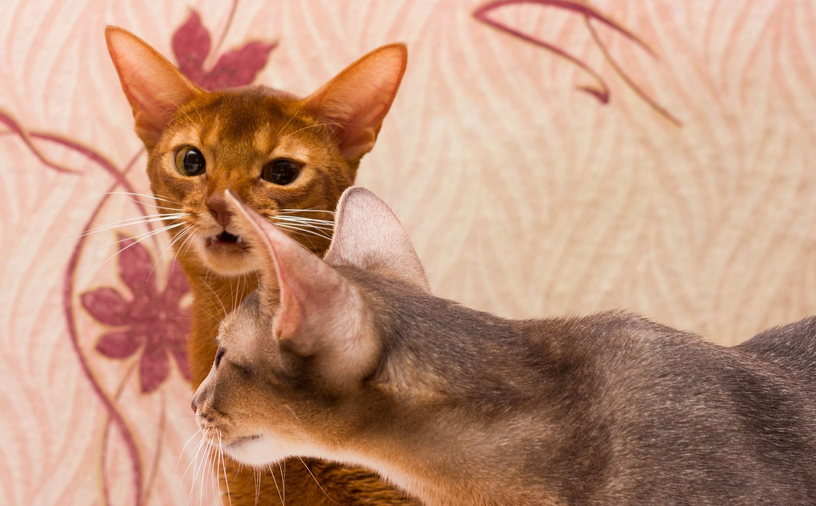 cat facial expressions - My, cat, Abyssinian cat, Facial expressions, Humor, Longpost