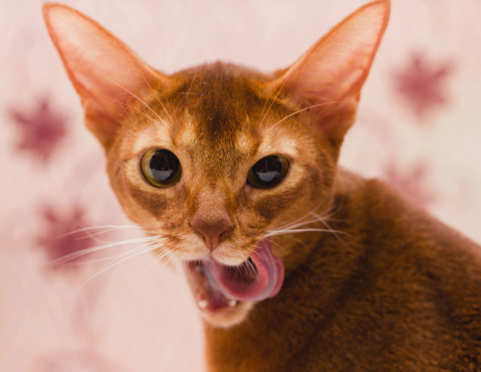 cat facial expressions - My, cat, Abyssinian cat, Facial expressions, Humor, Longpost