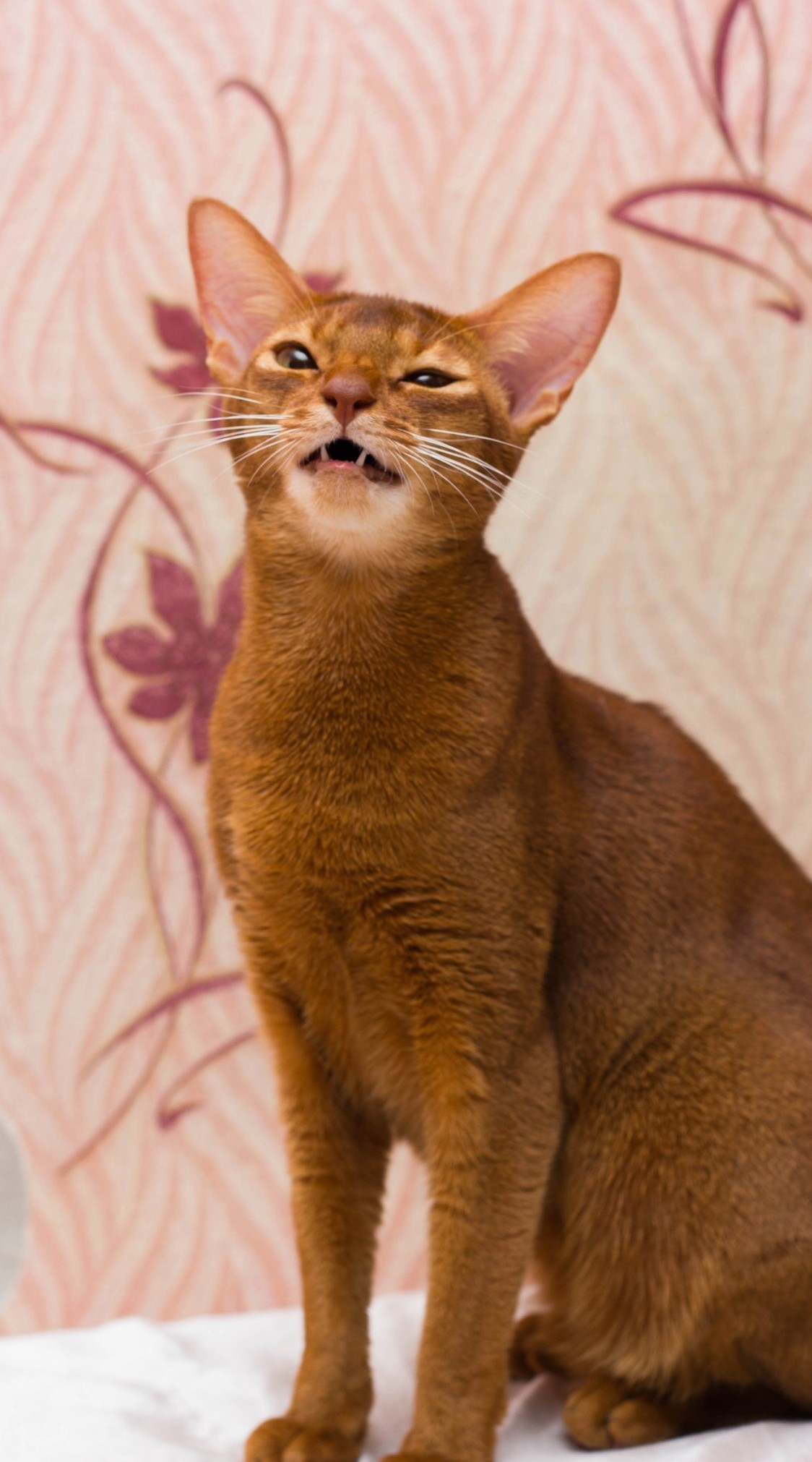 cat facial expressions - My, cat, Abyssinian cat, Facial expressions, Humor, Longpost