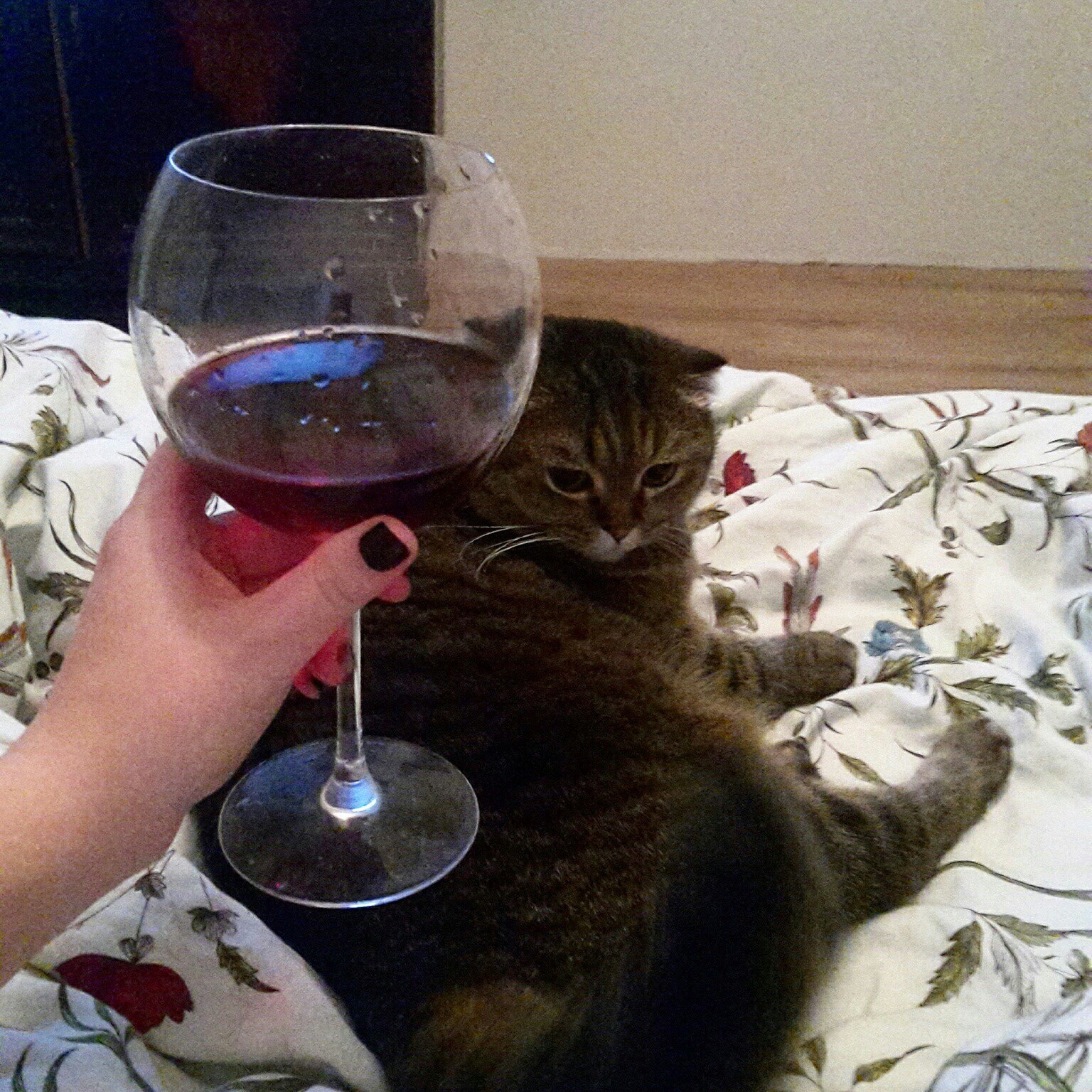 The cat is happy with beer and the wine is sour. - My, cat, Friday, Beer, Alcohol