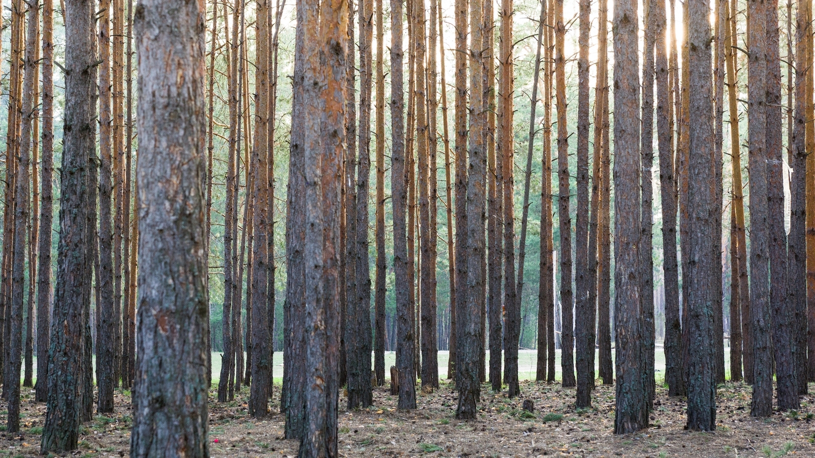 Varlamovka, Zavolzhye - My, Chuvashia, Zavolzhye, Cheboksary, Forest, Pine, Winter, Spring, Landscape, Longpost