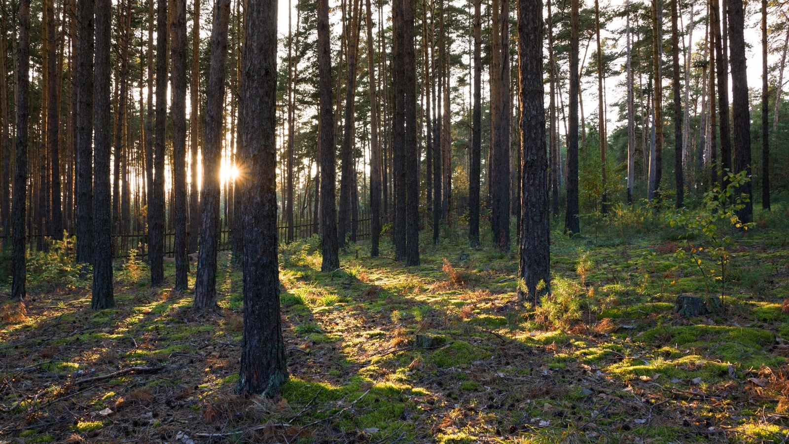 Varlamovka, Zavolzhye - My, Chuvashia, Zavolzhye, Cheboksary, Forest, Pine, Winter, Spring, Landscape, Longpost