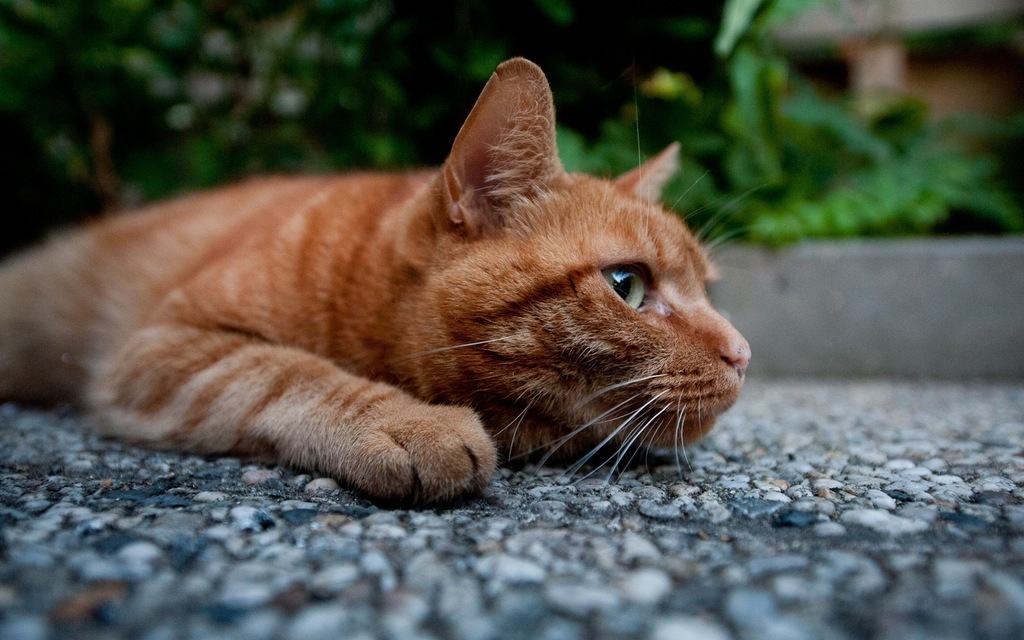 Ginger cat - cat, Redheads, Lies, Asphalt